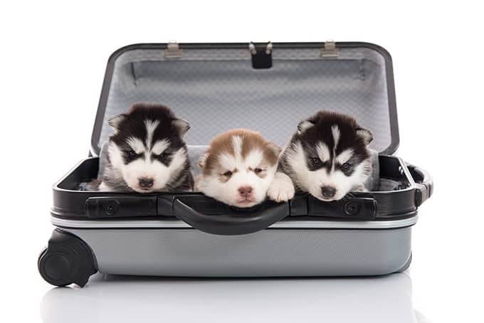 pet-friendly